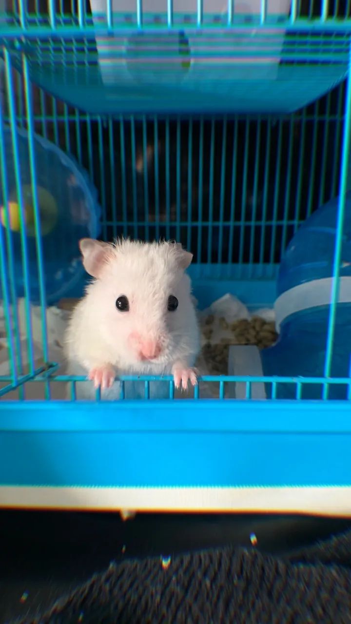 Hamster sírio 