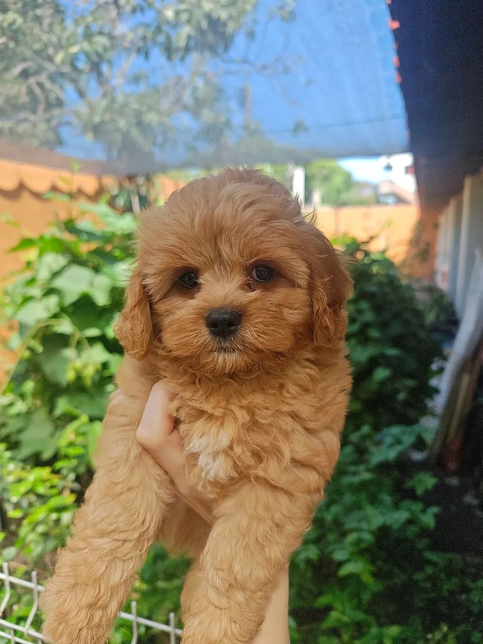 Lindos filhotes de Cavapoo machos na cor Fulvo  - Foto 3