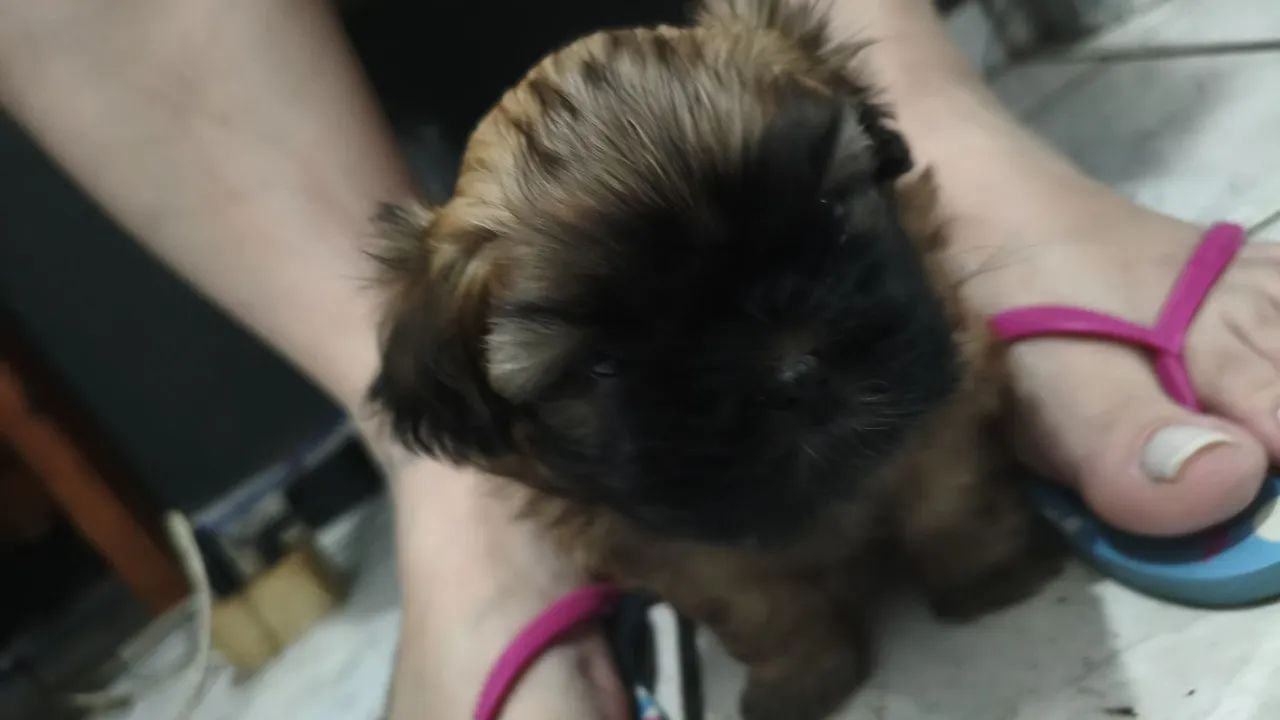 Shitzu macho  - Foto 4