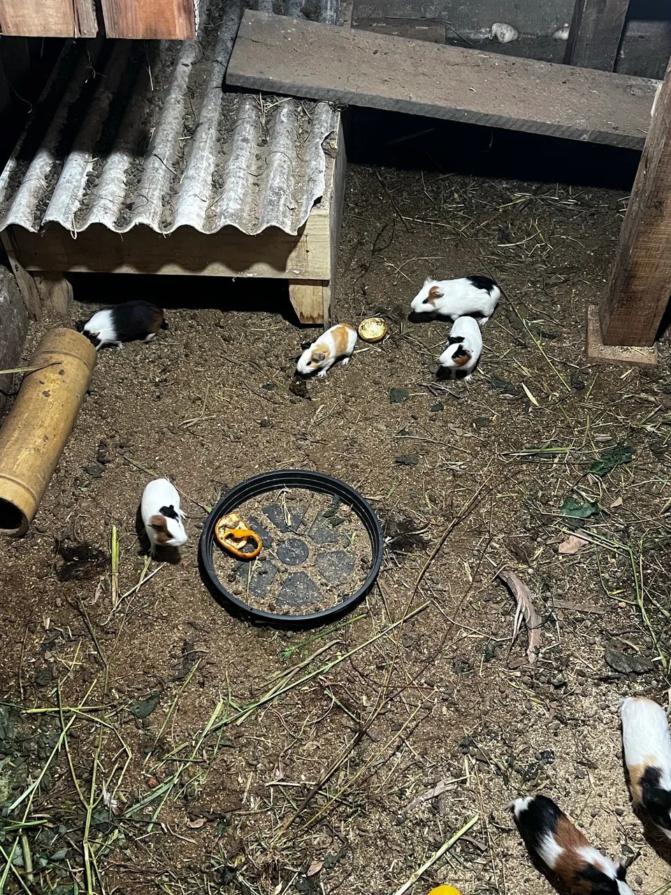 Porquinho da índia  - Foto 2