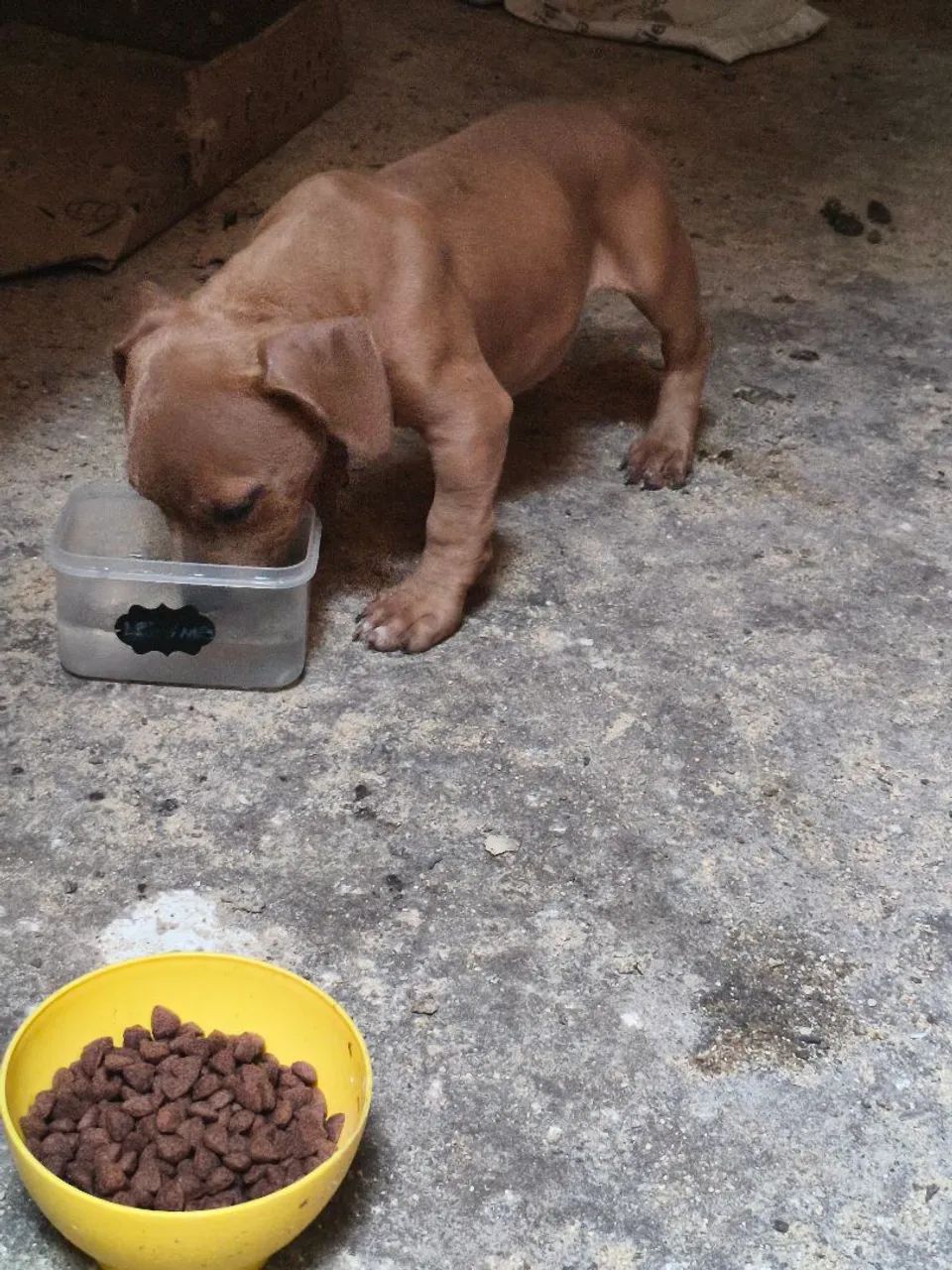 Pit moster  - Foto 2