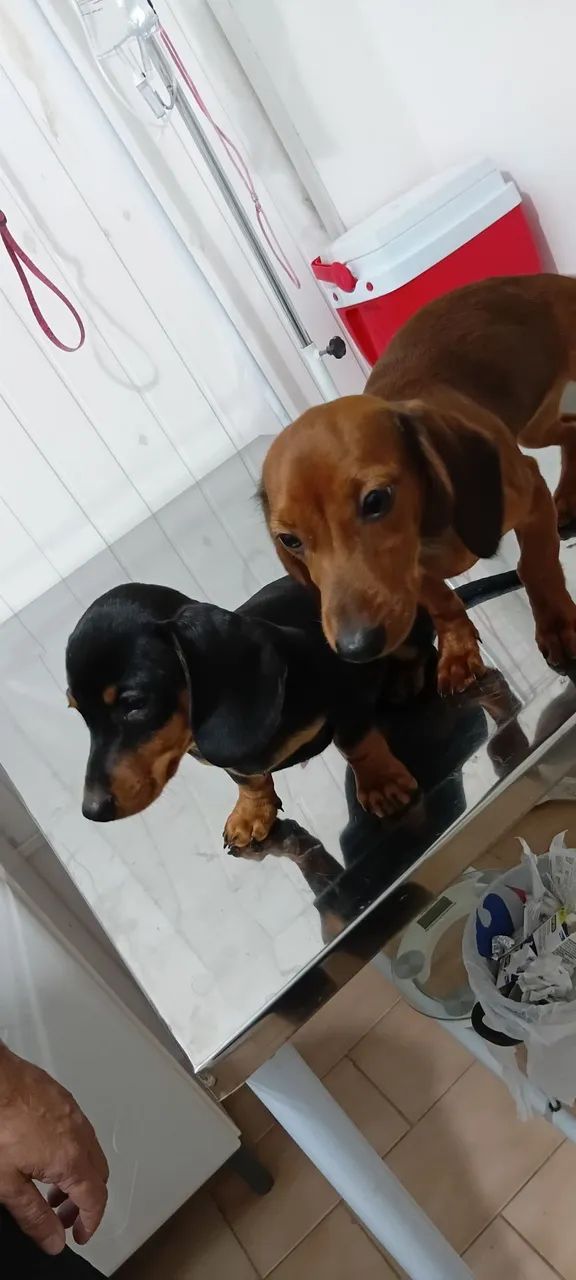 Daschound casal