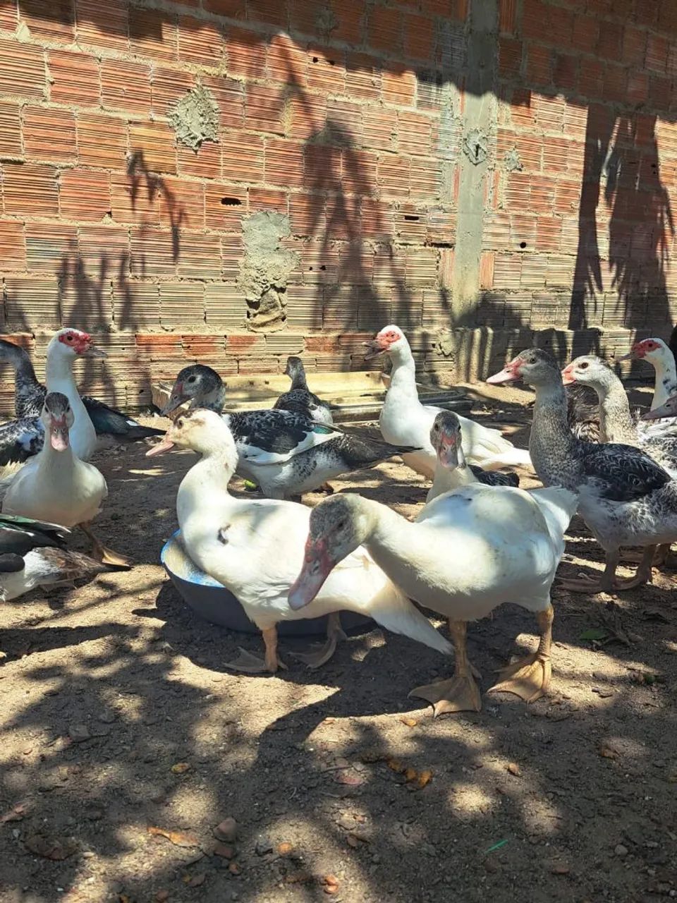Patos pra vender logo