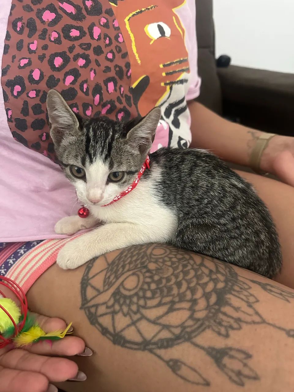 Doação de gatinhos  - Foto 3