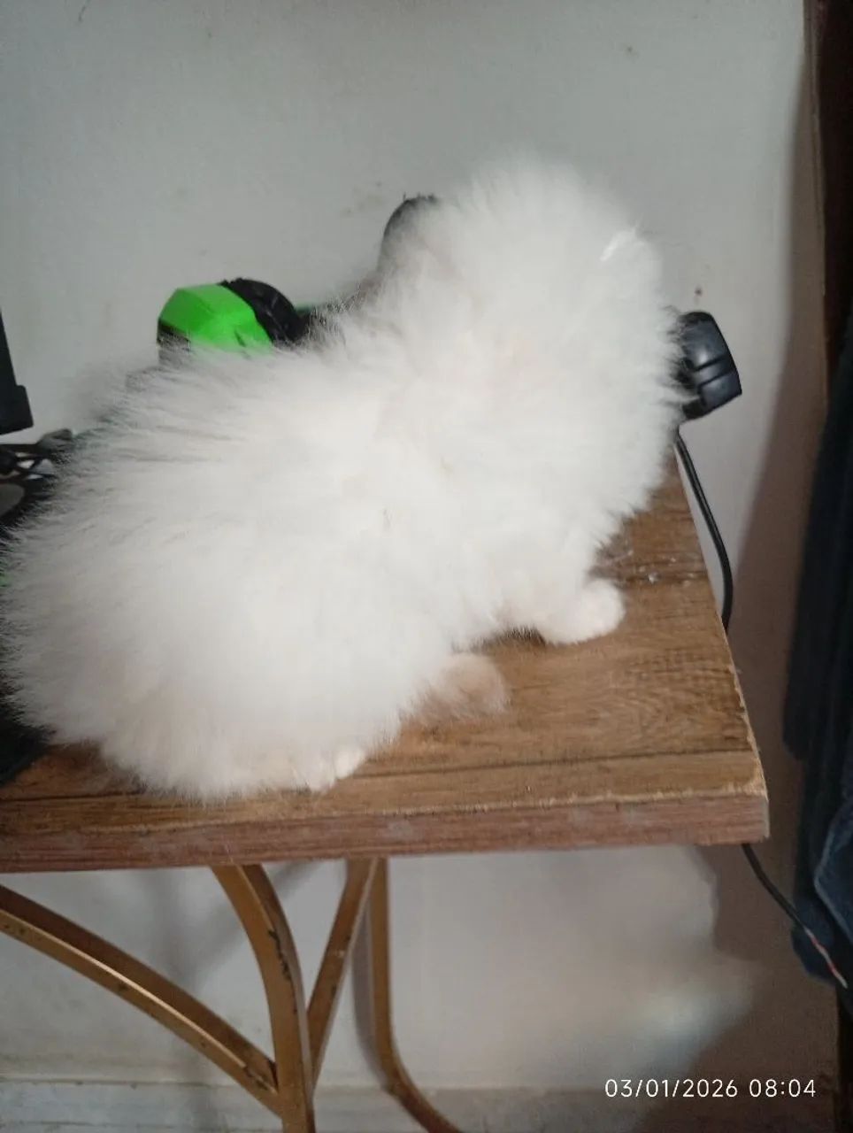 Himalaia red pont filhote nascido 24/11/2025  - Foto 3