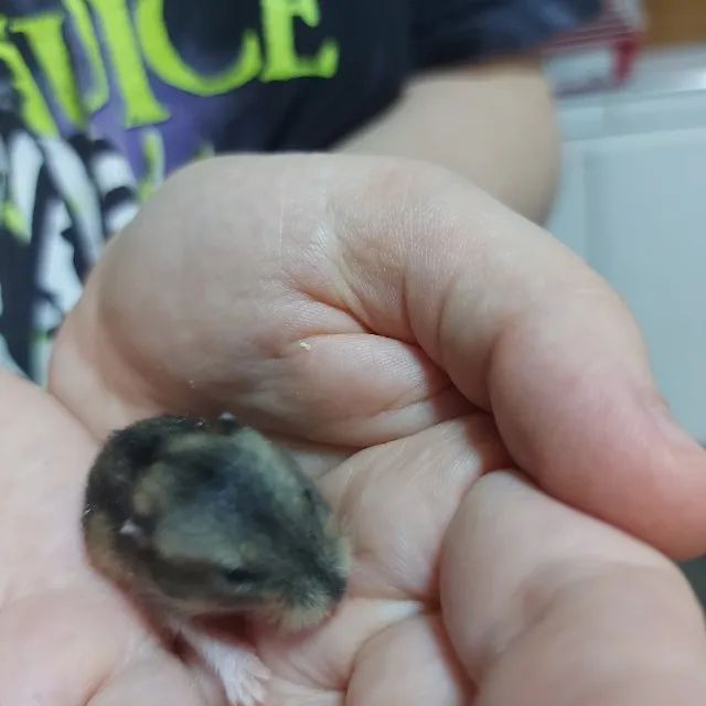 Hamster Russo Anão - Foto 5