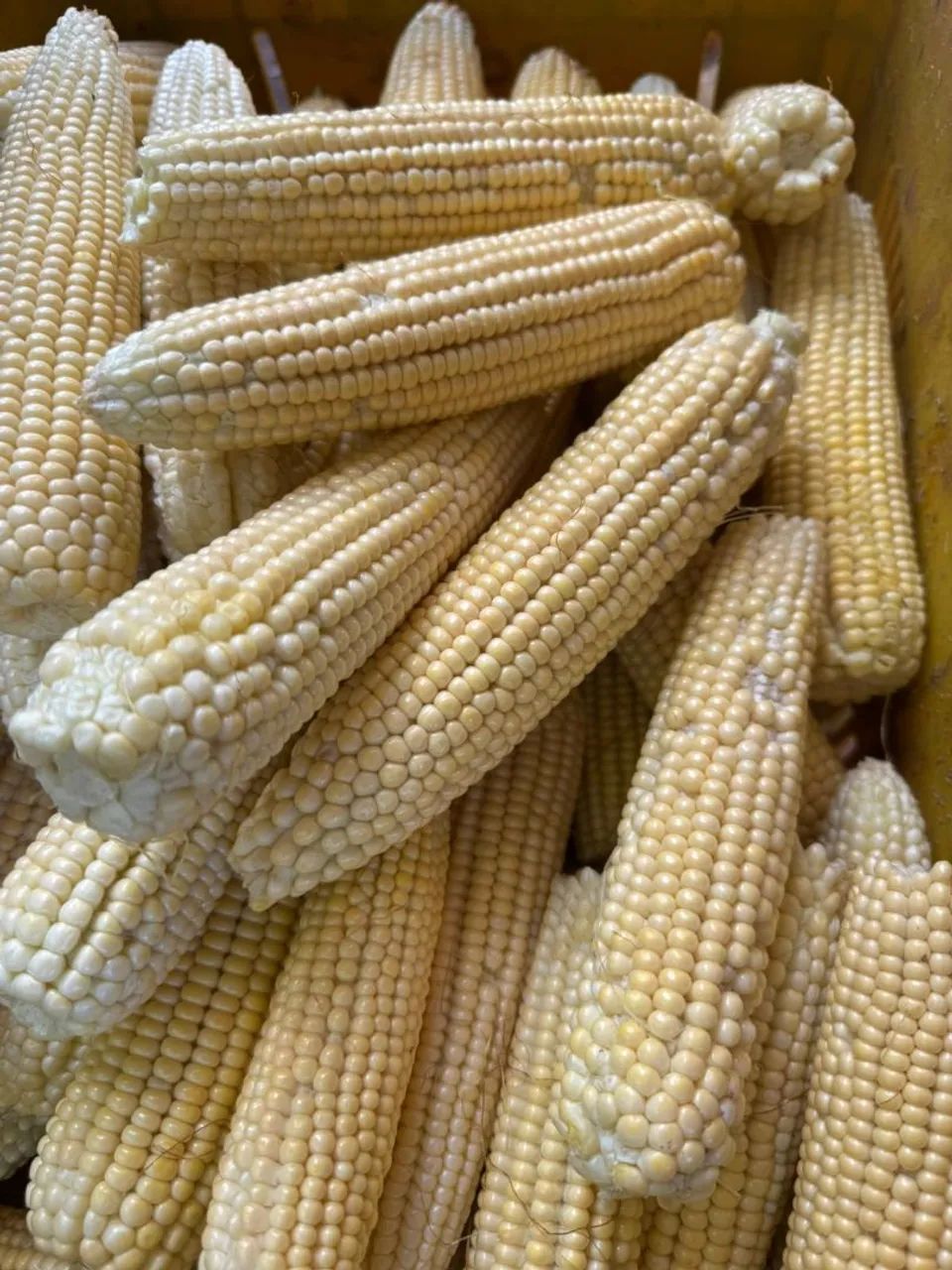 Milho verde $20 a DÚZIA  - Foto 5