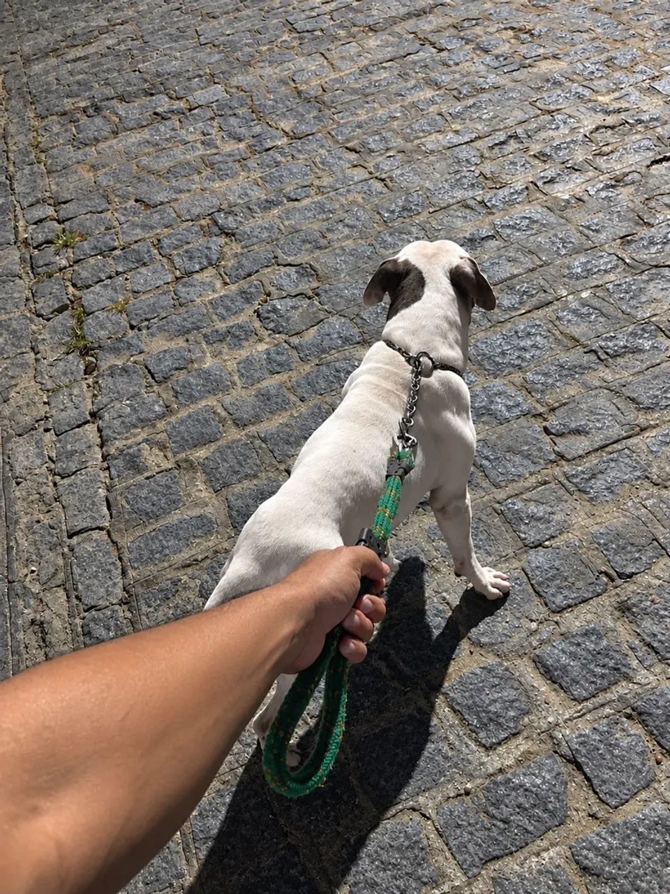 Doação pitbull muito dócil  - Foto 2