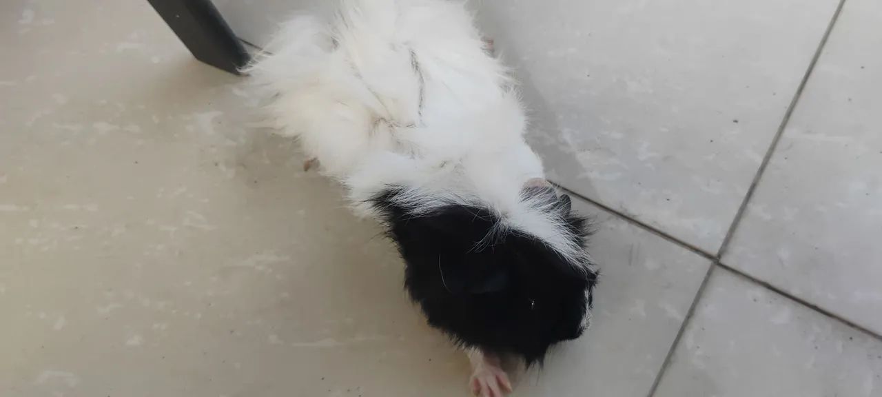 Porquinho peruanos  - Foto 4