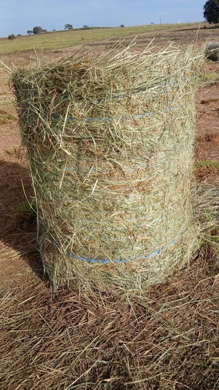 Feno rolo Tamani tipoA 85kg - Foto 4