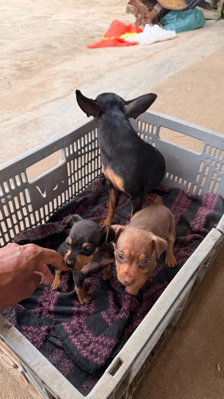 Filhote de Pinscher  2 - Foto 4