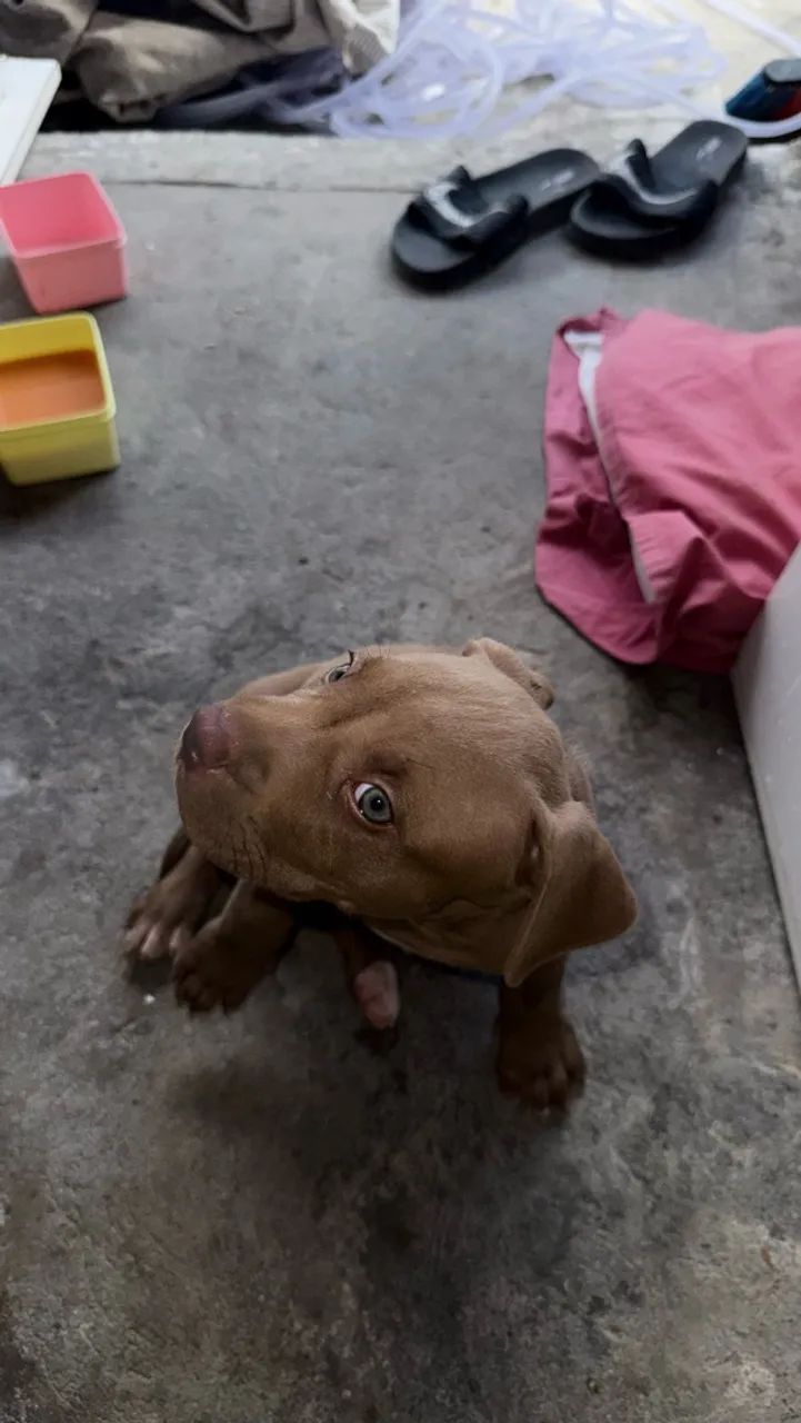 Pit monst com pedigree  - Foto 2