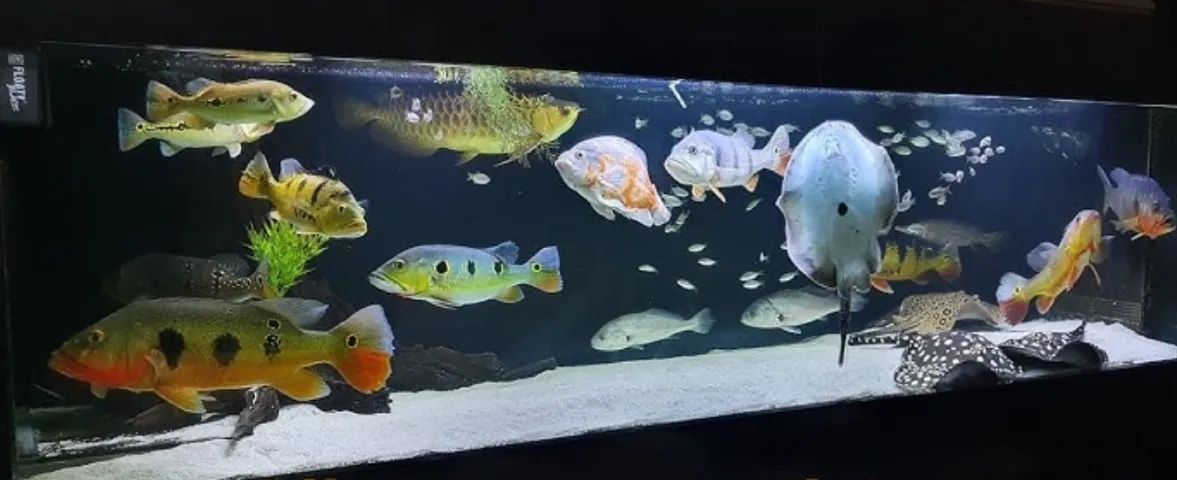 Aquário gigante de luxo - Preço de ocasião 