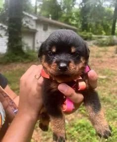 Rottweiler Cachorrinho que pode surpreender você de verdade