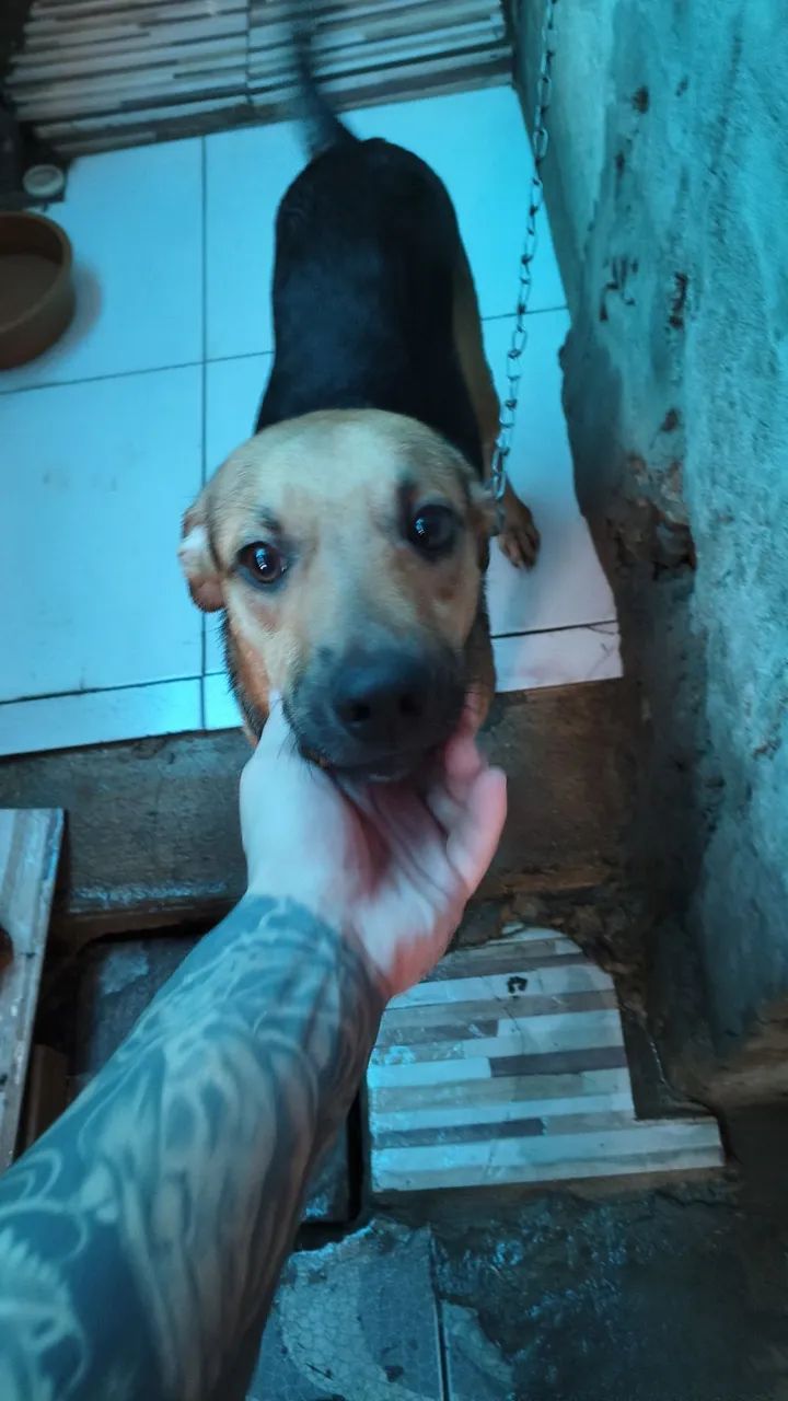 Doa-se Cachorro - Foto 2