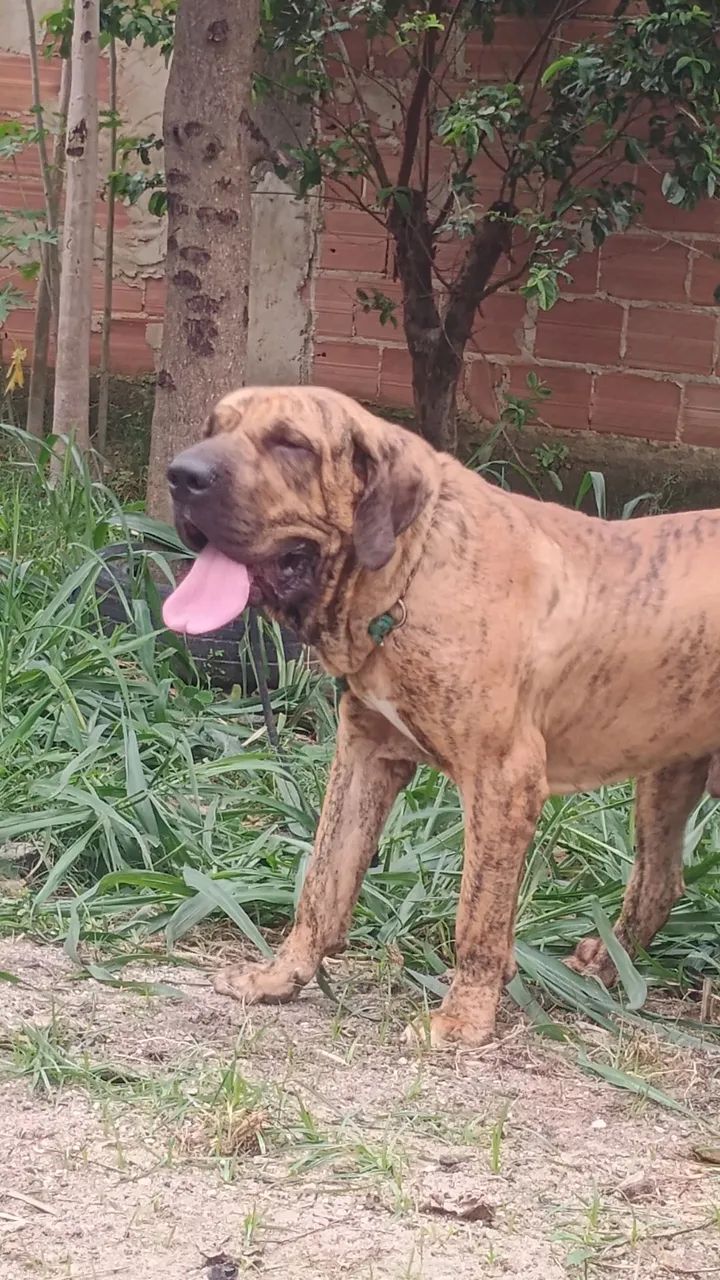Fila brasileiro  - Foto 5