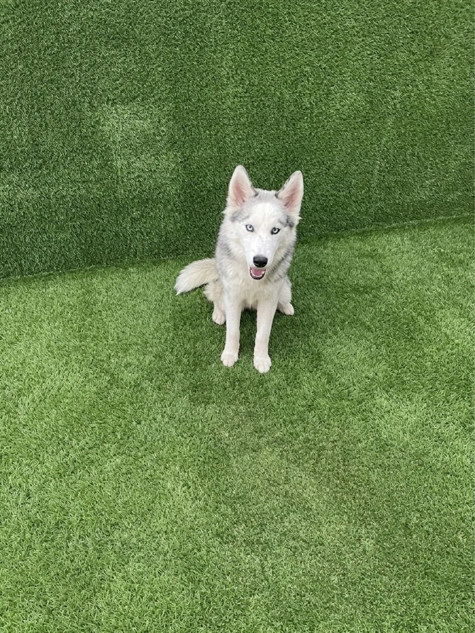 Husky Siberiano 