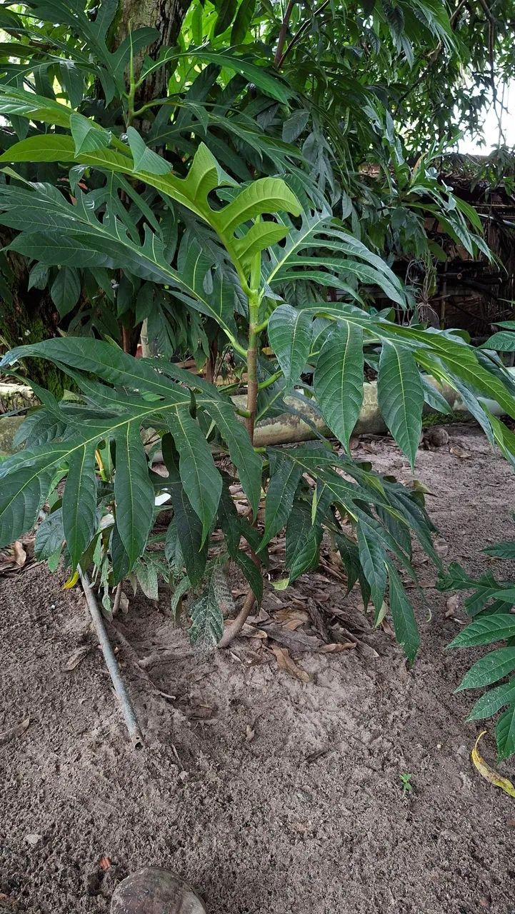 PLANTA FRUTA-PÃO - Foto 2