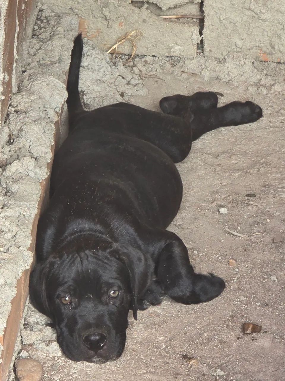 Filhotes de canecorso italiano - Foto 3