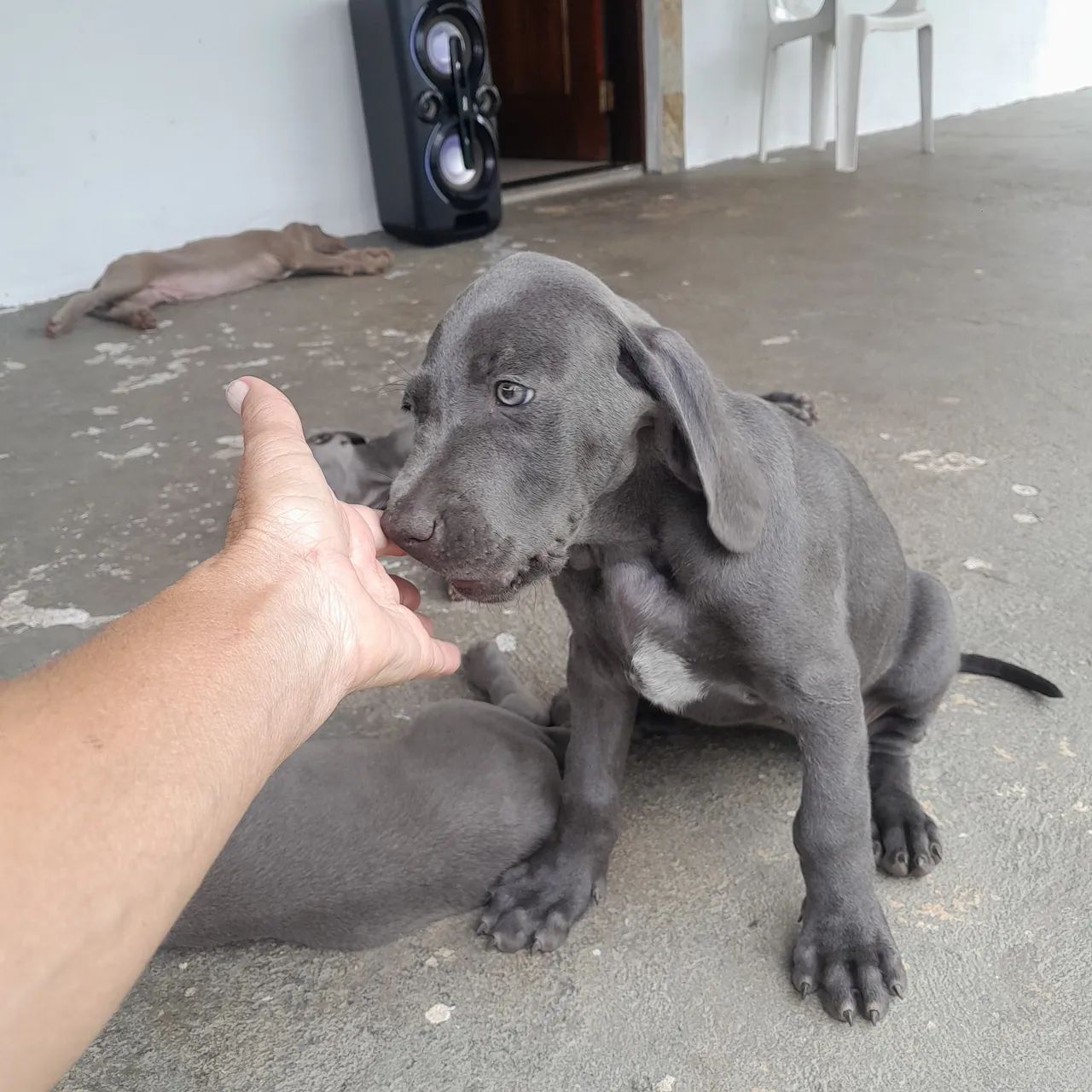 Weimaraner