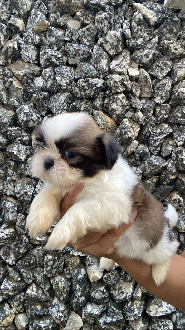 Shihtzu macho  - Foto 2