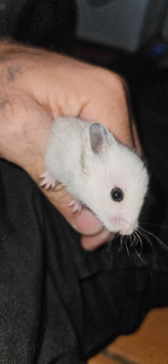 Hamster sírios disponíveis. - Foto 4