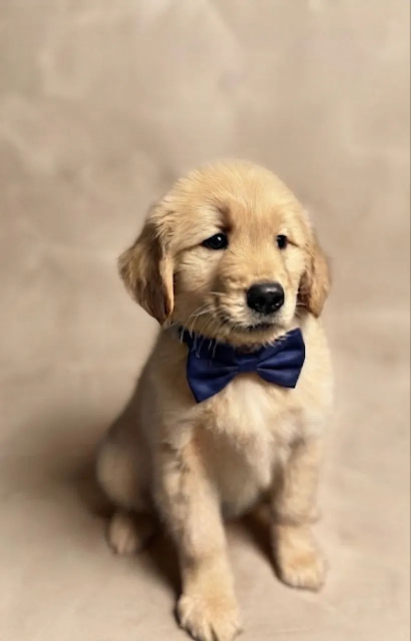 Golden - Foto 2