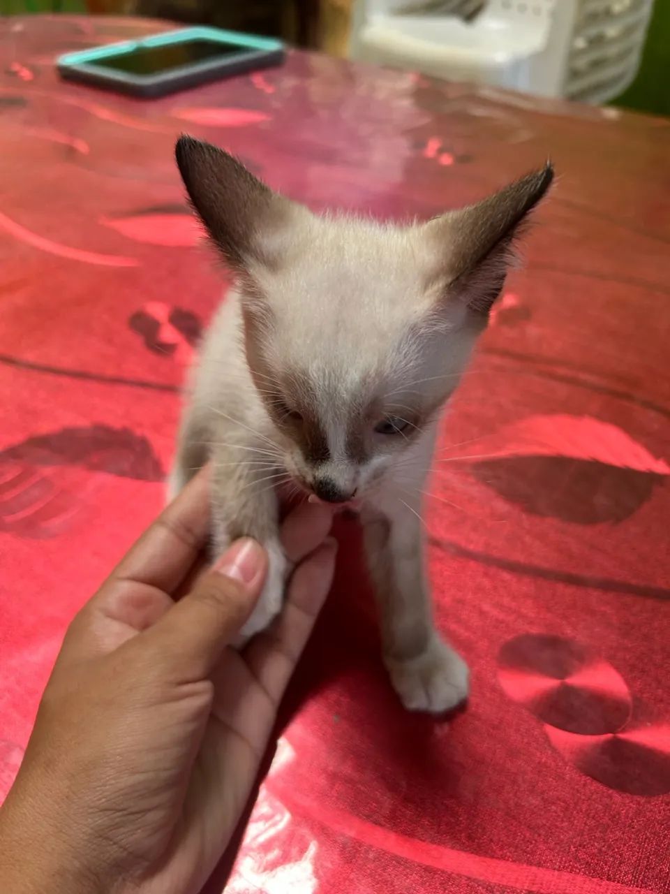 Doação de gatinho - Foto 2