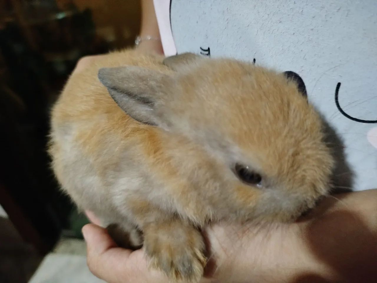 Mini coelho fêmea  - Foto 4