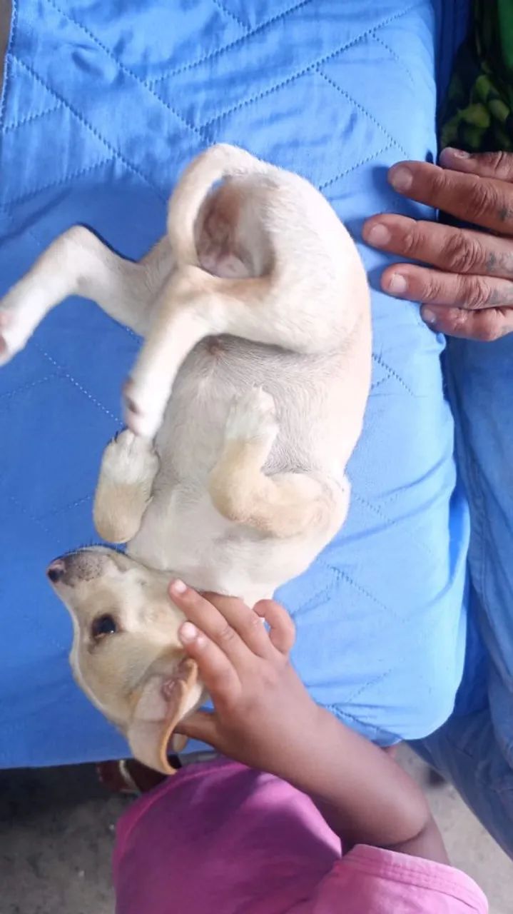 Animal 