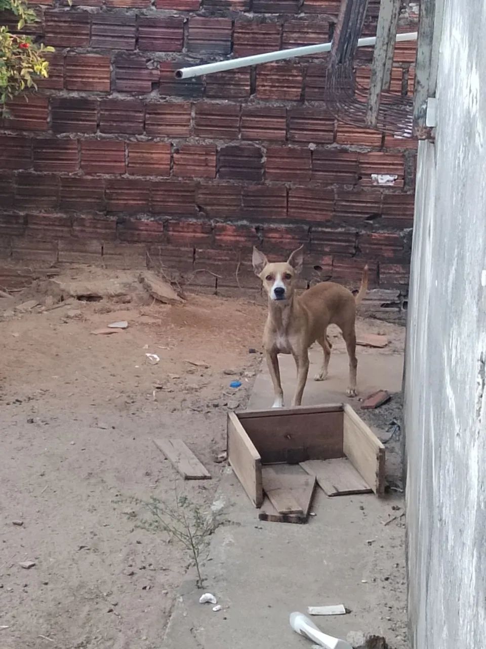 Doação de cachorro fêmea 
