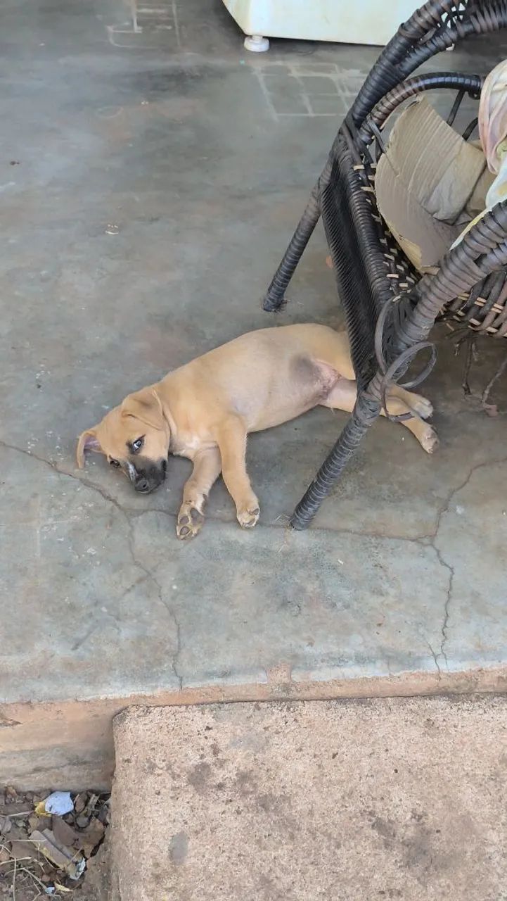 Cão para adoção responsável  - Foto 2