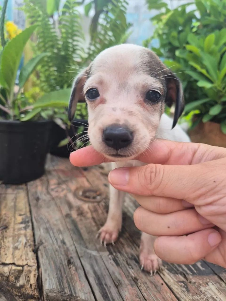 Doação de cachorrinhos - Foto 2
