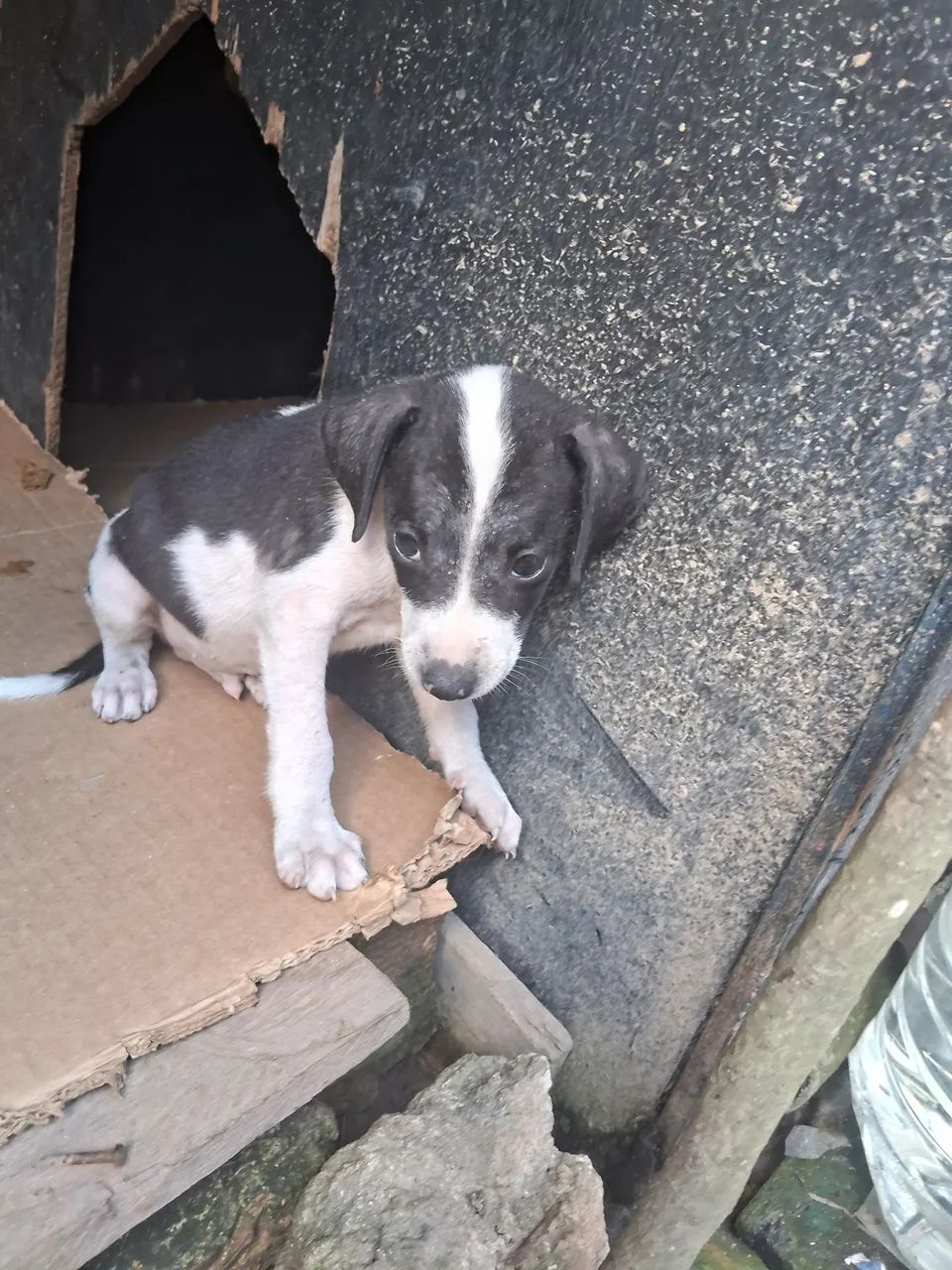 Doação  - Foto 2