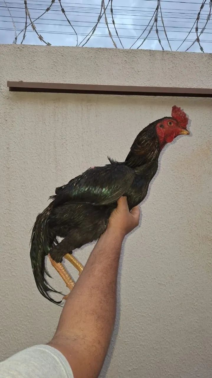Frango 