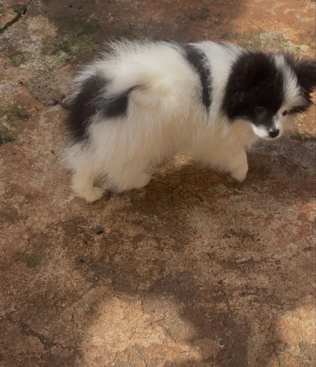 Spitz Alemão Anão  - Foto 4