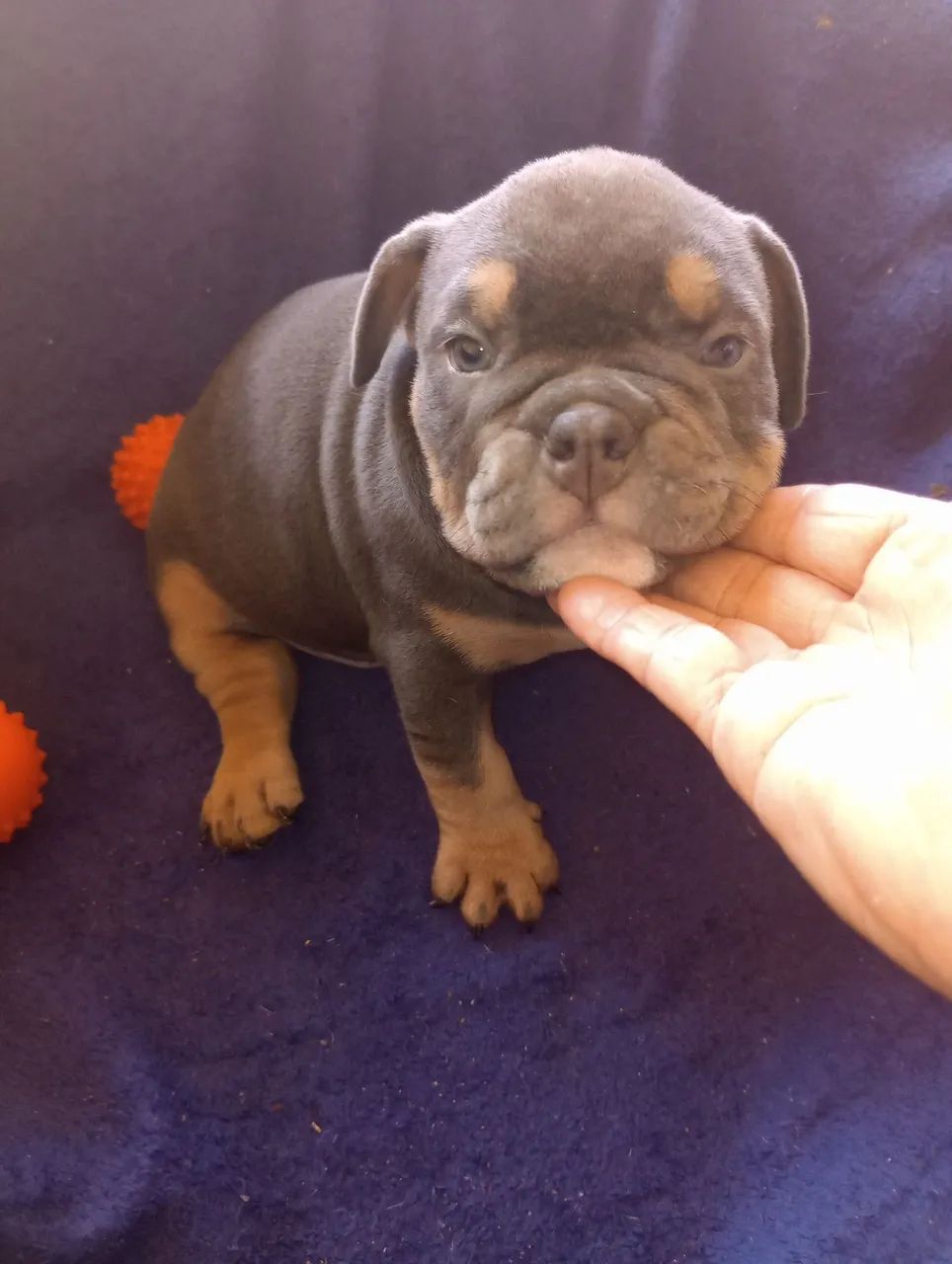 Américan Bully  - Foto 4