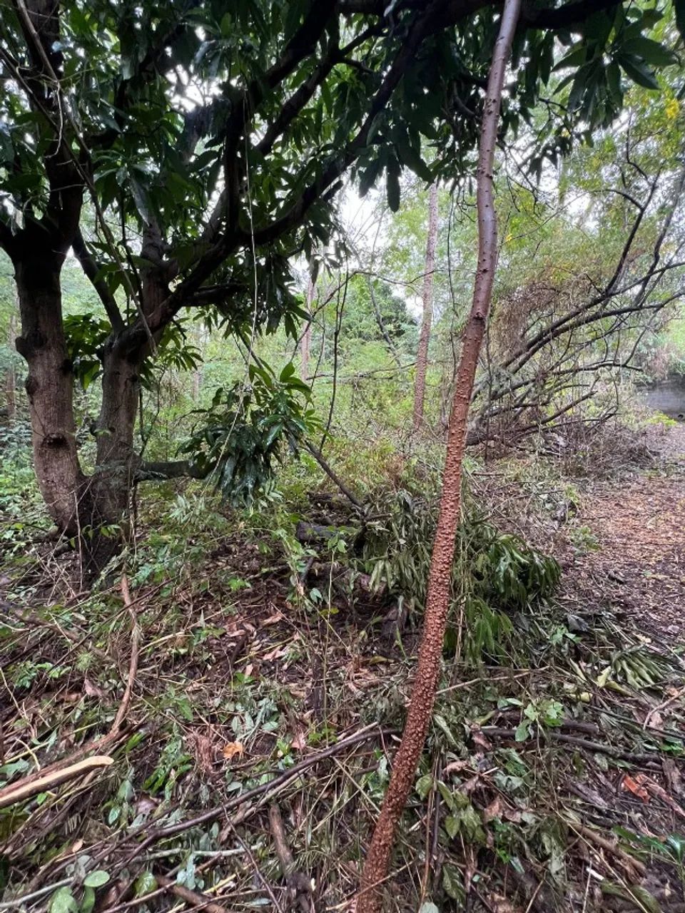 Terreno para chácara com 3000 m² - Foto 4