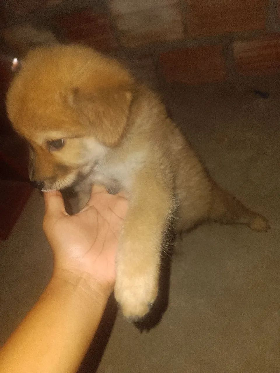 Cachorro  - Foto 5