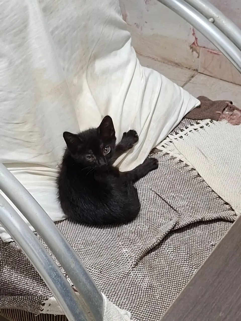 Gato