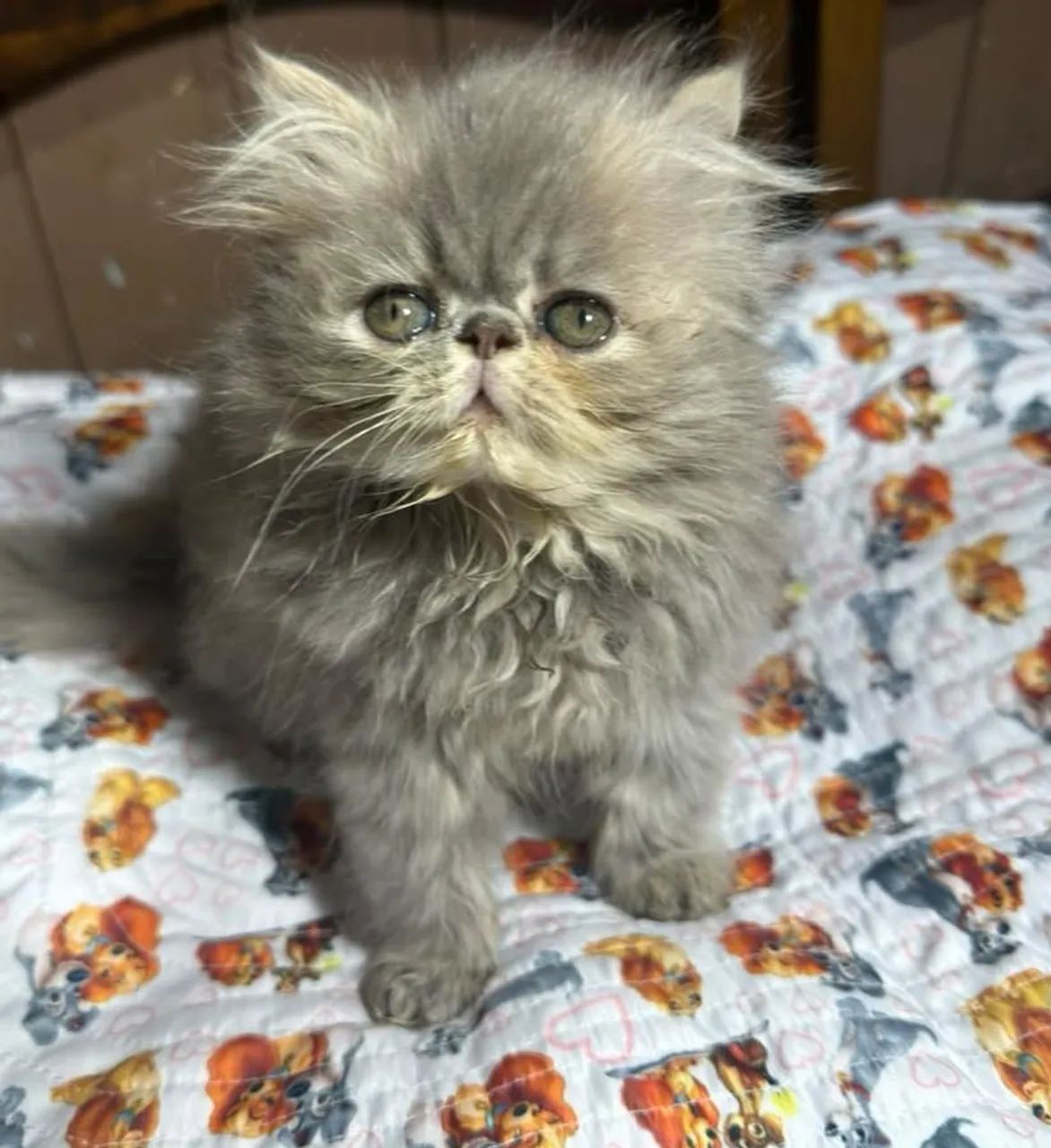 Gata persa 