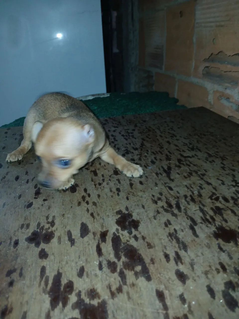 Pinsher macho filhote  - Foto 6