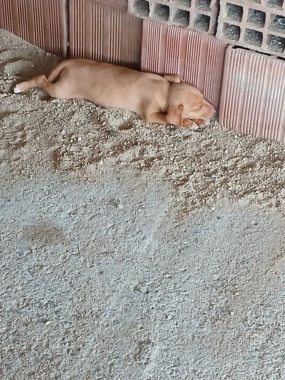 Animais domesticos - Foto 2
