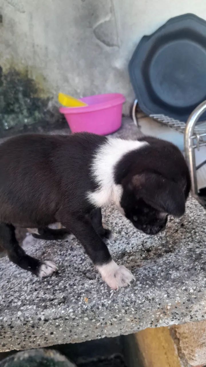 Doação  - Foto 3