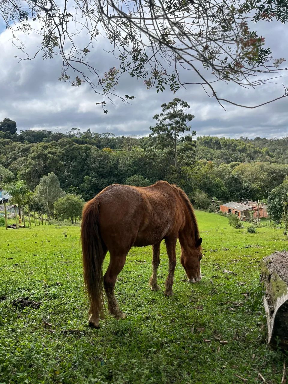 Égua com cela - Foto 3