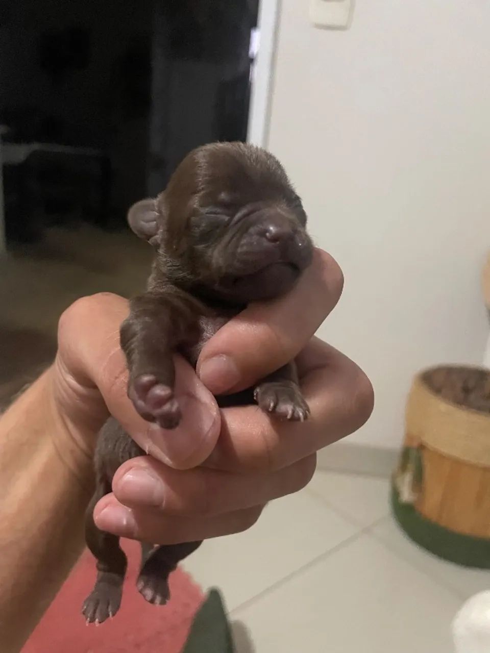 Fêmeas e um macho - Foto 4