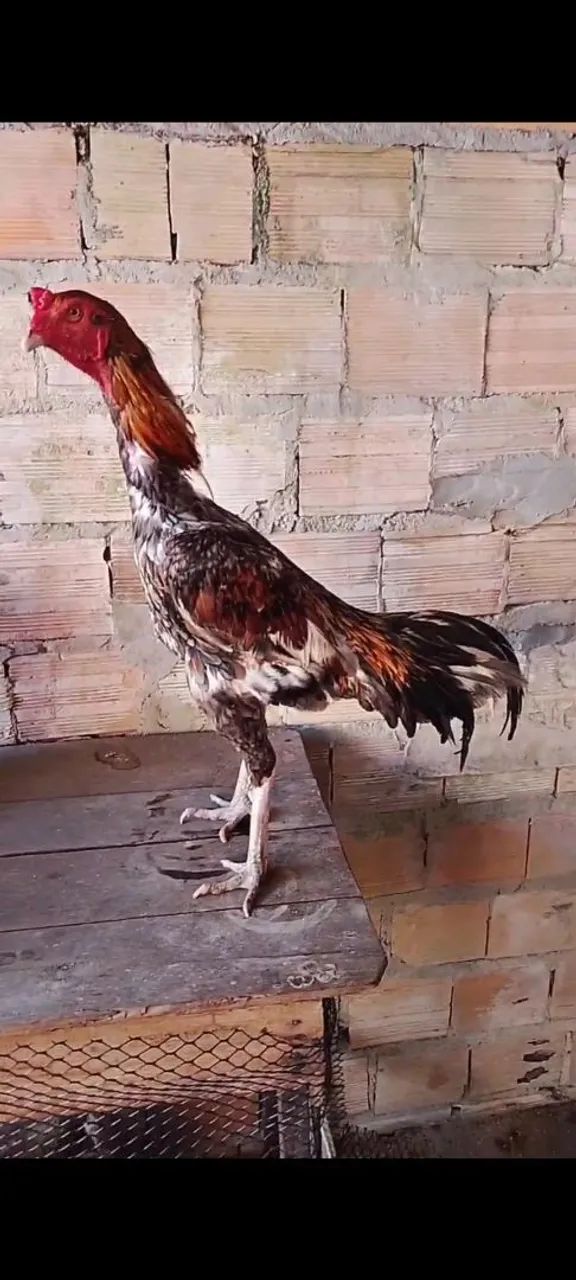 Galo canela branca  - Foto 4