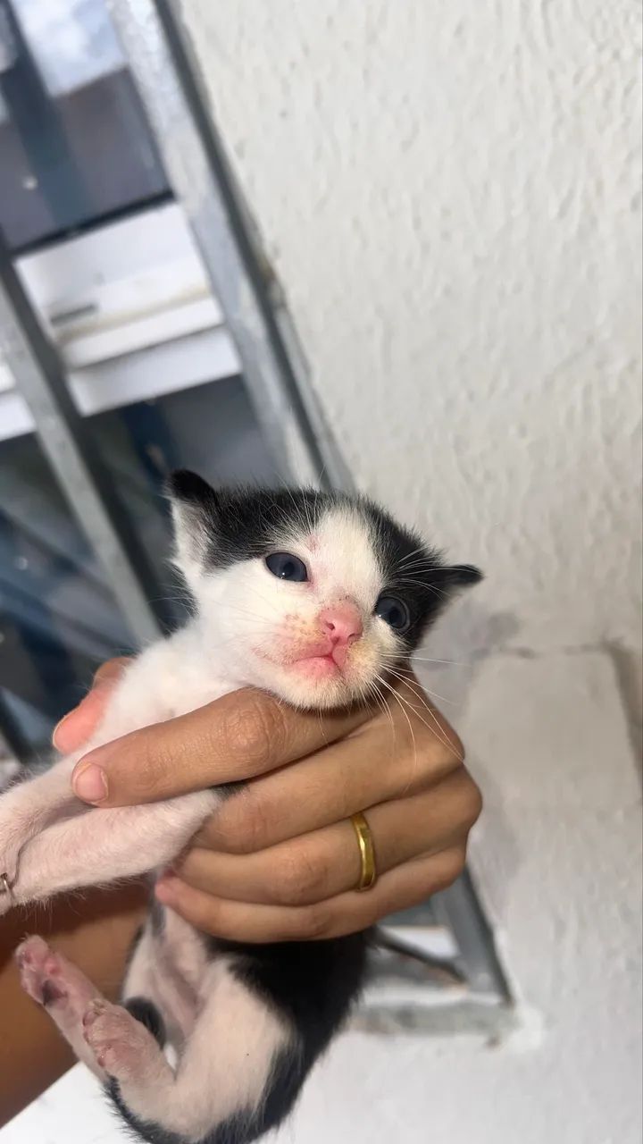 Adoção  - Foto 3