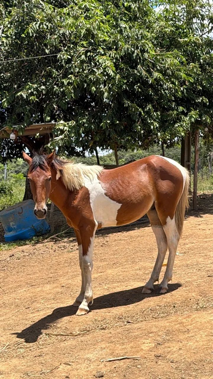 Potro mangalarga 