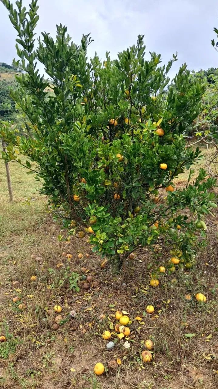 Vendo chácara em Paraju - Domingos Martins  - Foto 3